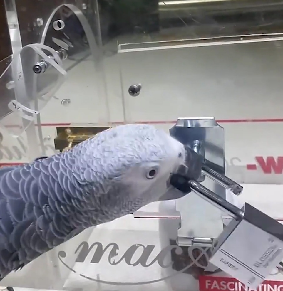 Vet thong minh tu mo 5 lop khoa de tim thuc an hinh anh