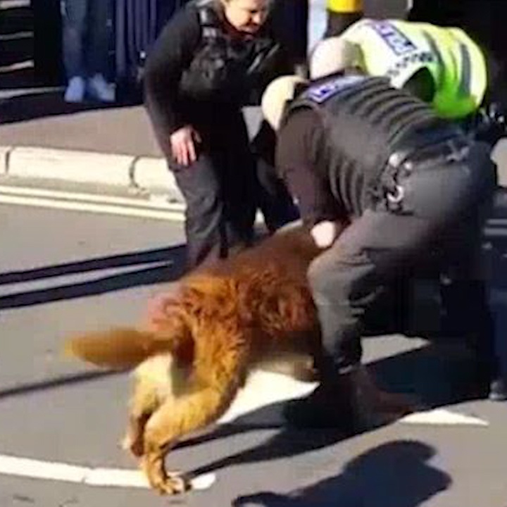 Cho nghiep vu can chat nam thanh nien vi danh nhau hinh anh