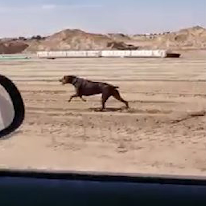 Chu cho tranh tai cung chay dua voi oto cua chu hinh anh