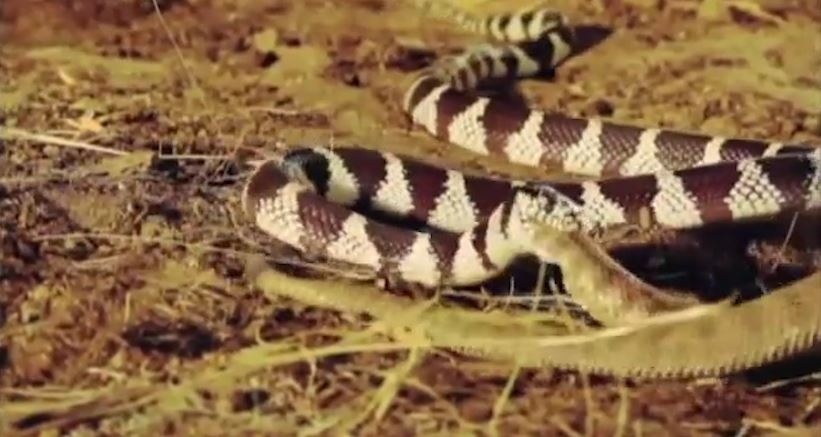 Ran vua tan cong, nuot tron ran duoi chuong chi trong chop mat hinh anh