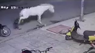 Cau be choi voi ngua khong can than, bi ngua da vang ra xa hinh anh