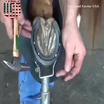 Qua trinh cat tia va dong mong ngua chuyen nghiep hinh anh