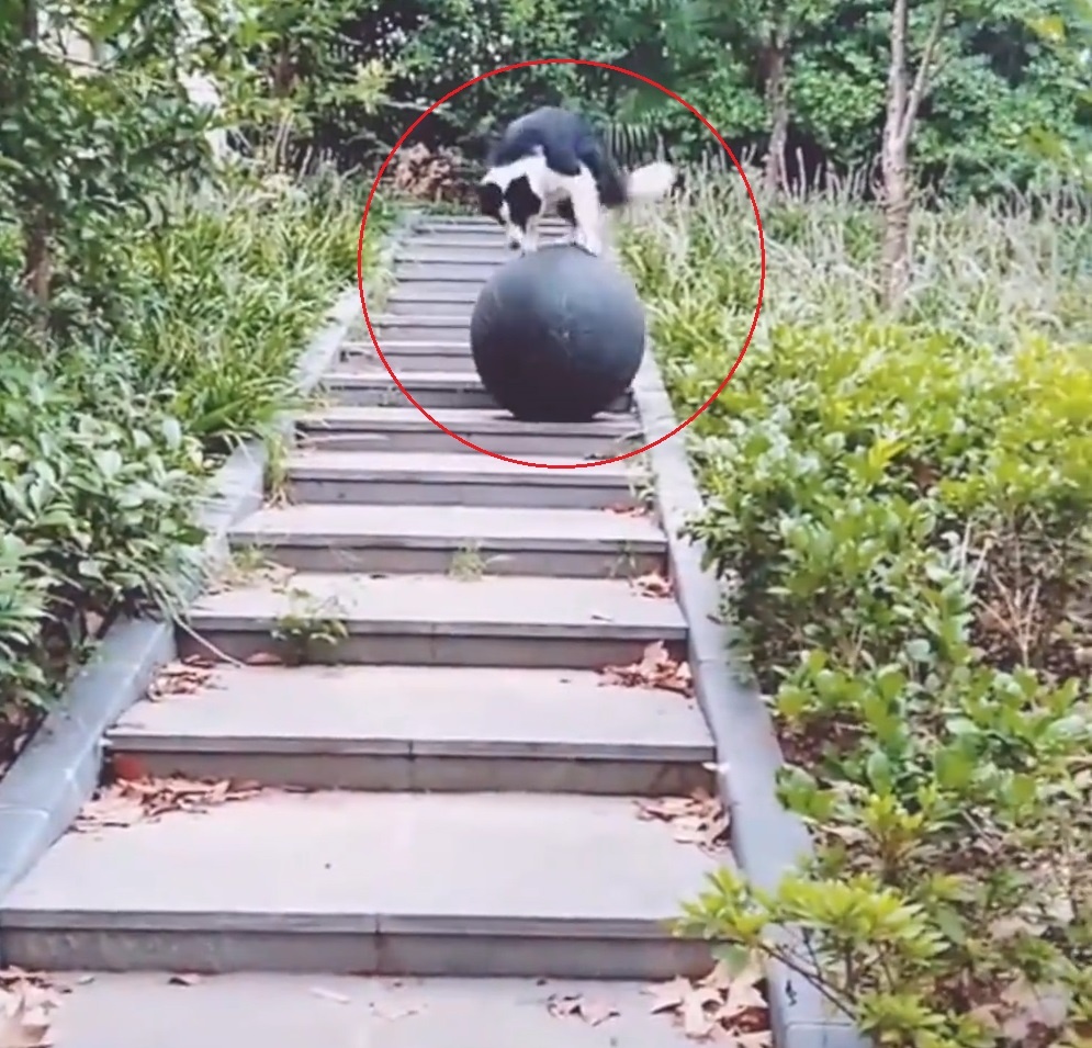 Chu cho dung tren bong thang bang xuong thang nhu lam xiec hinh anh