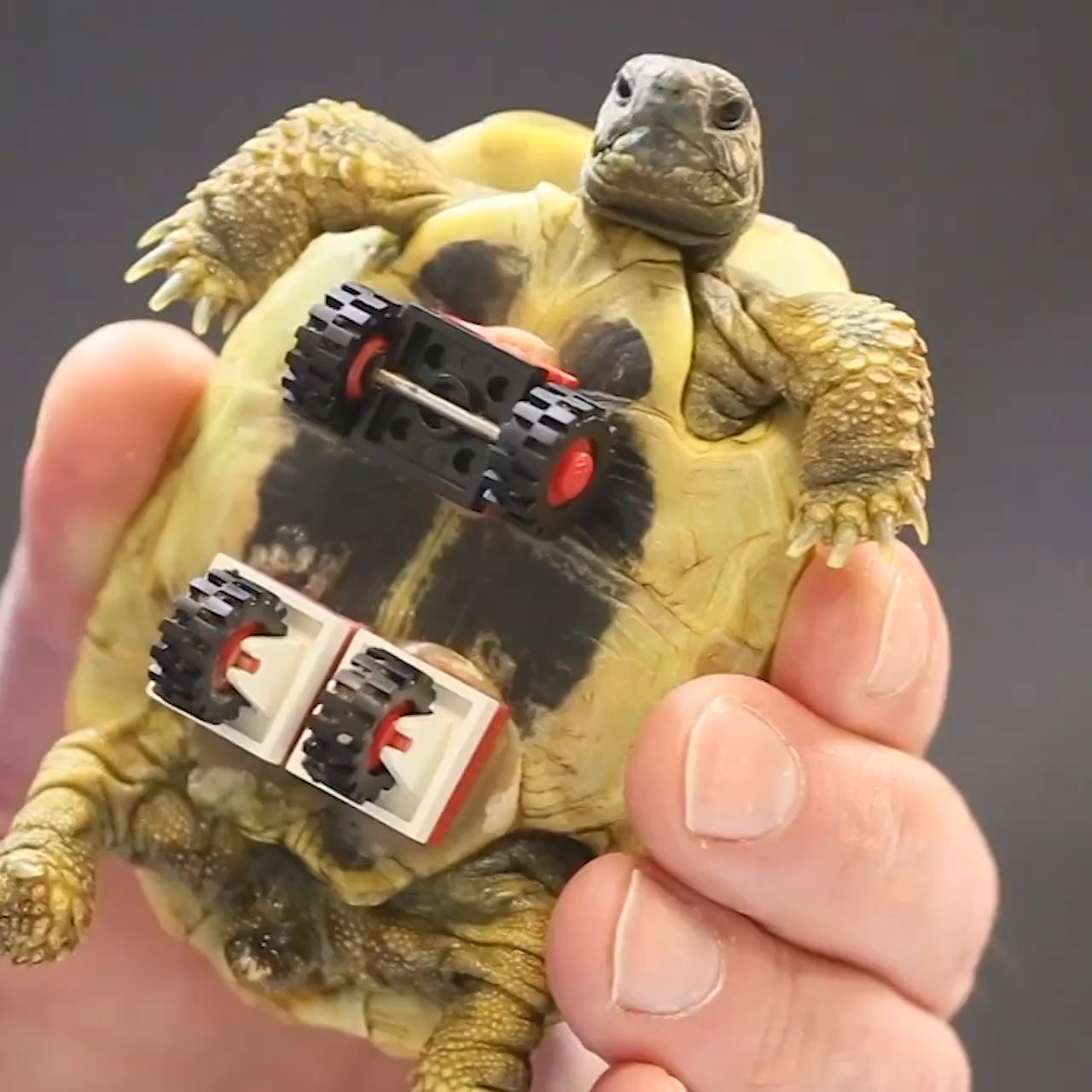 Chu rua bi tat o chan duoc gan banh xe de di de dang hon hinh anh