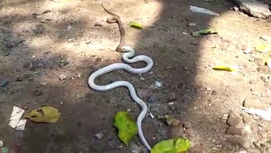 Ran bach tang nuot chung dong loai cung kich co o An Do hinh anh