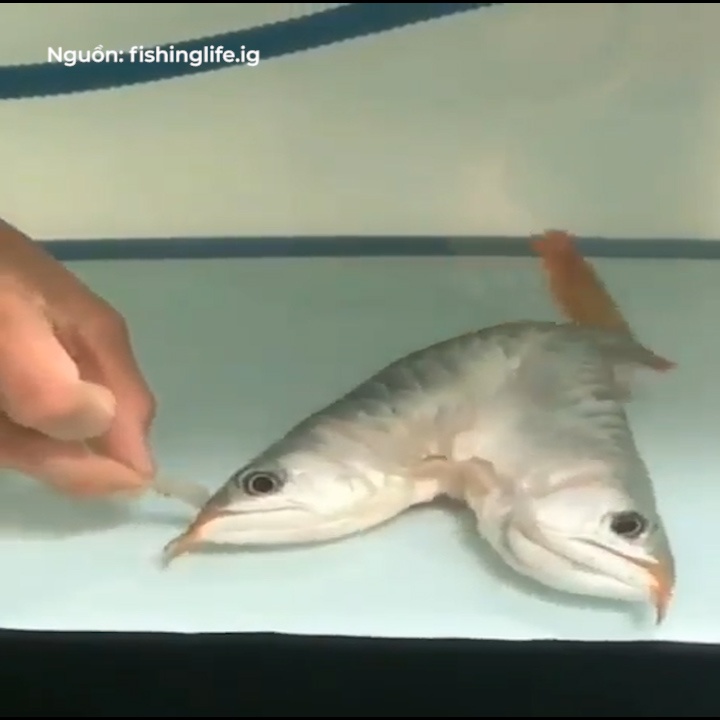 Ca rong dot bien co 2 dau, than dinh lien vao nhau hinh anh