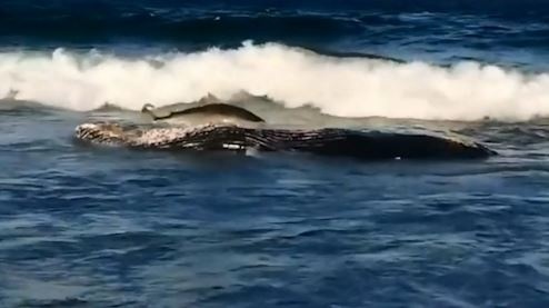 Ca map suyt mac can vi mao hiem an xac ca voi hinh anh