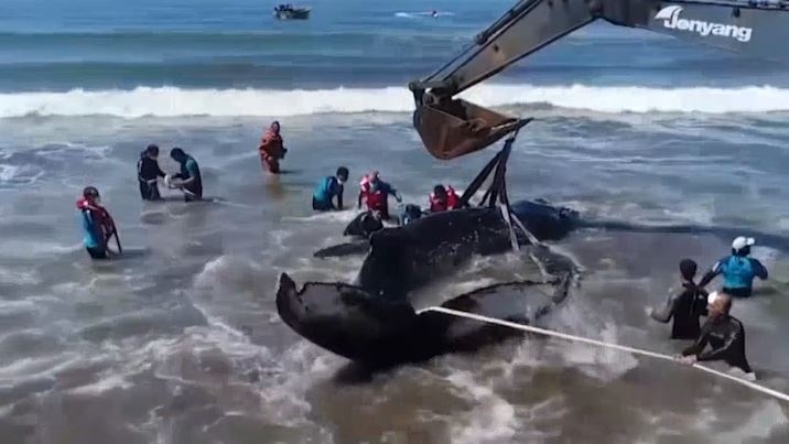 Cuu ho ca voi lung gu mac can tro ve bien hinh anh