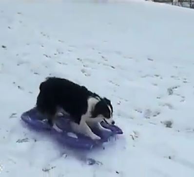 Chu cho biet tu lay tam van, choi truot tuyet mot minh hinh anh