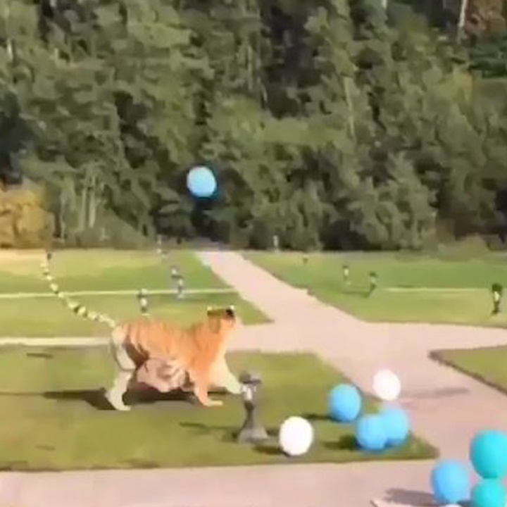 Ho tinh nghich, choi dua cung bong bong nhu meo con hinh anh