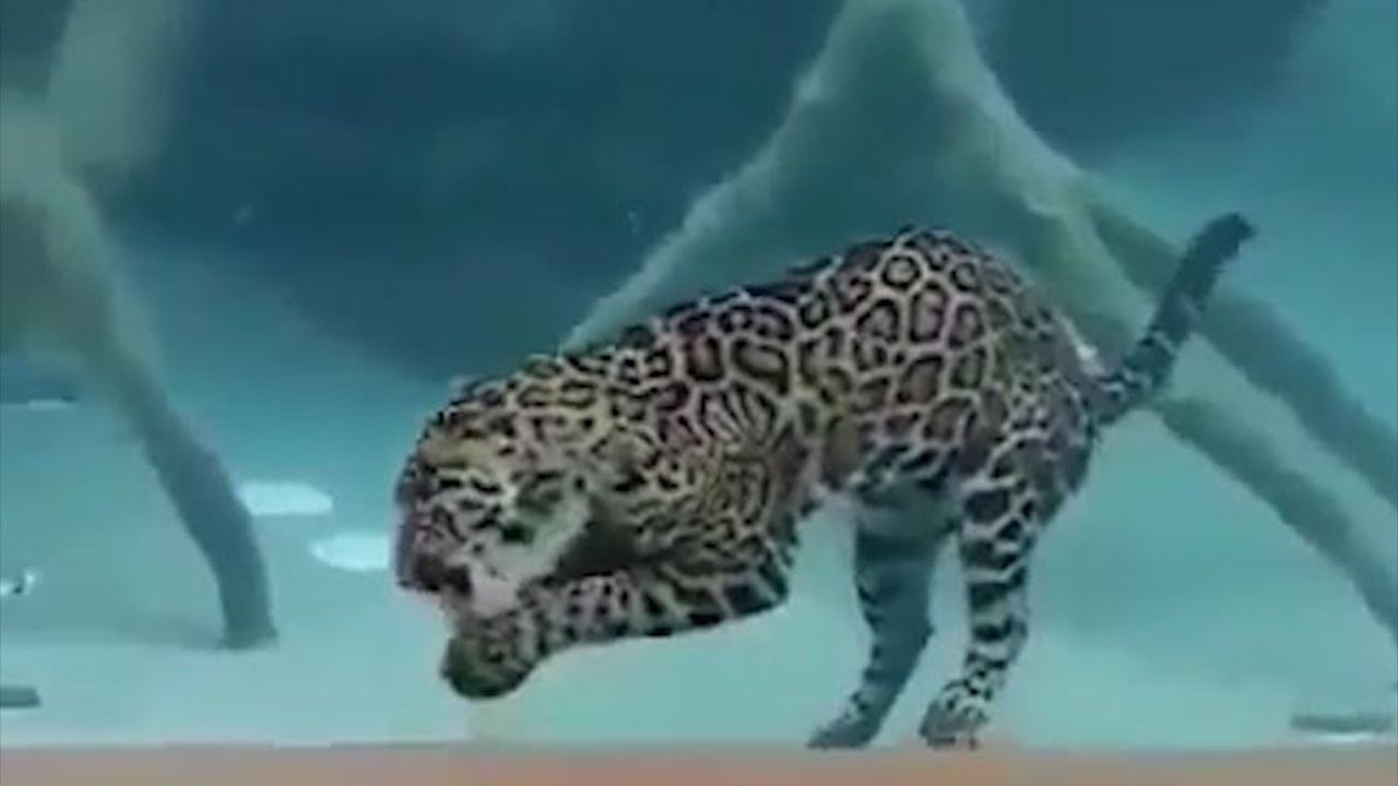 Bao dom lan ngup, boi duoi nuoc de san moi hinh anh