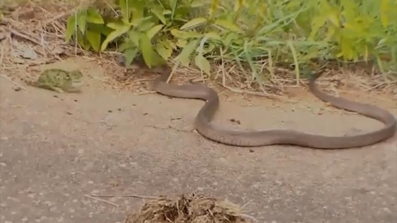 Ran doc Mamba doi dau voi tac ke hoa hinh anh