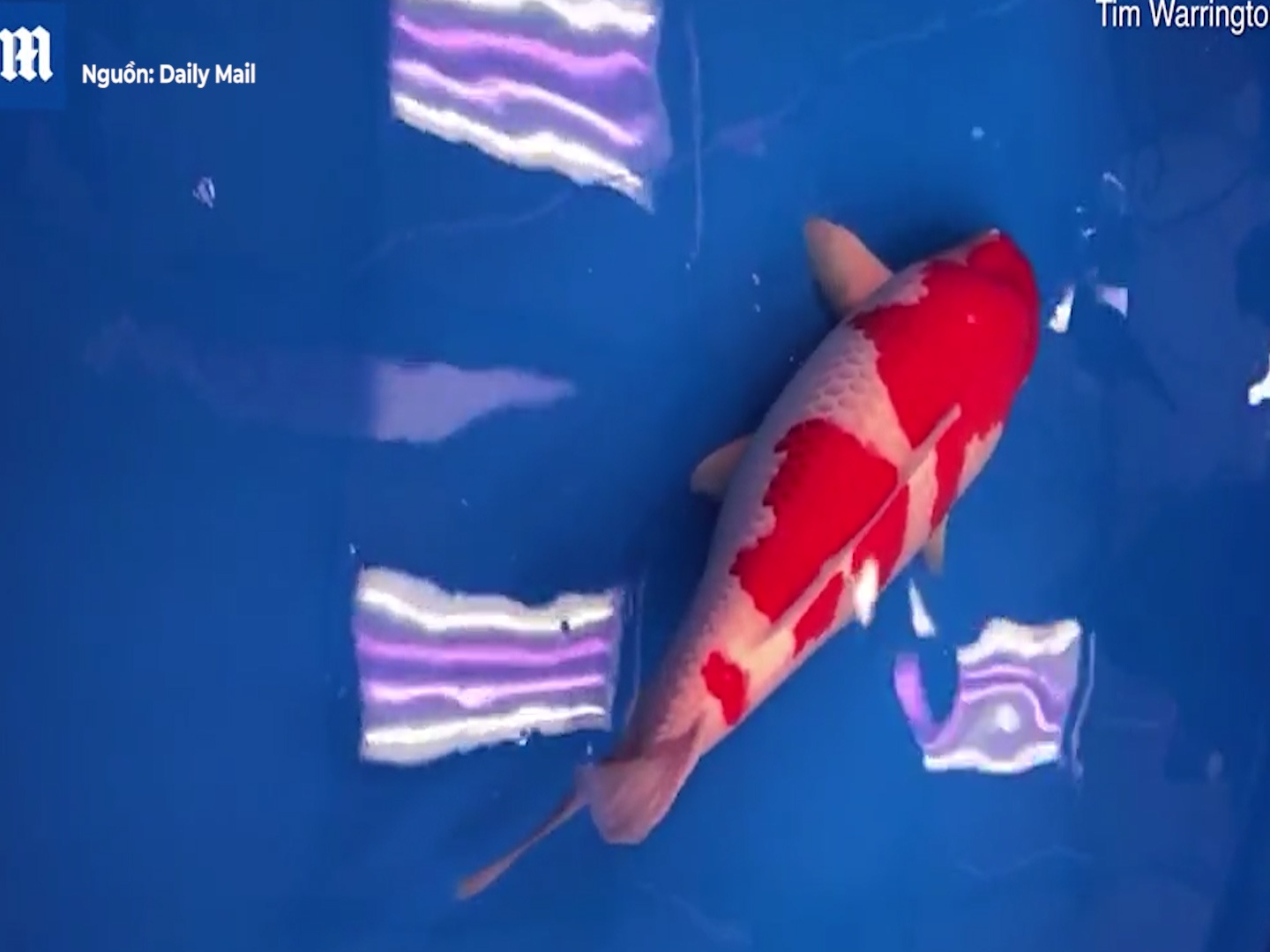 Chu ca Koi dai hon 1 met, co gia hon 203 trieu yen hinh anh