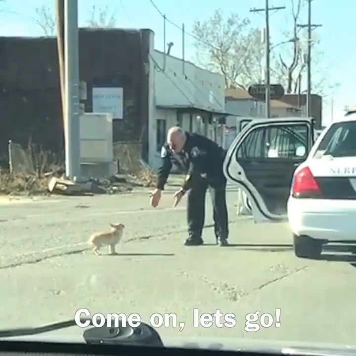 Nhung 'sieu anh hung' giai cuu dong vat giua doi thuong hinh anh