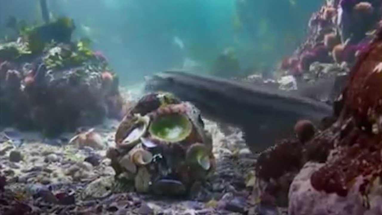 Bach tuoc nguy trang bang nhung chiec vo duoi dai duong hinh anh