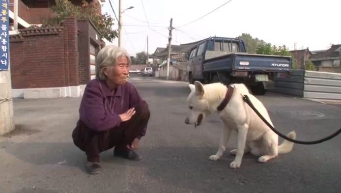 Chu cho thong minh, le phep cui chao khi gap nguoi hinh anh