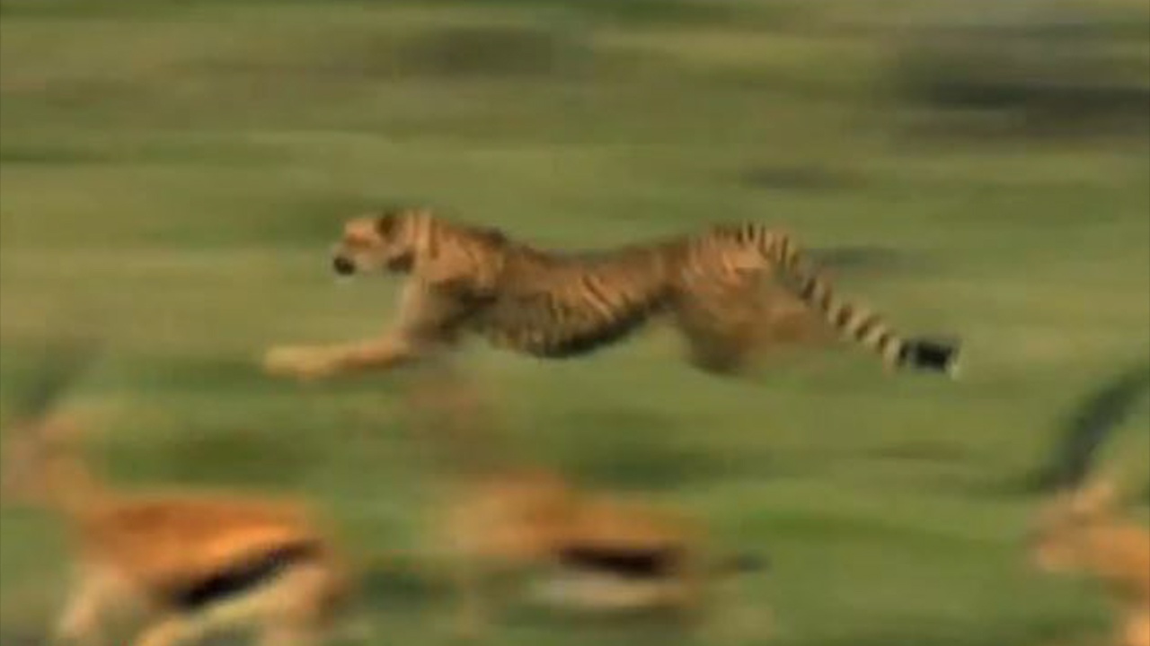 Vua bat duoc con moi, bao dom lien bi linh duong ruot duoi hinh anh