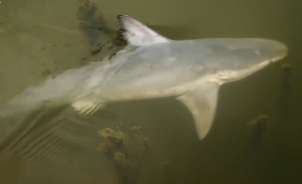 Mo vao cua song kiem an, ca map bi ca sau 'xoi tai' hinh anh