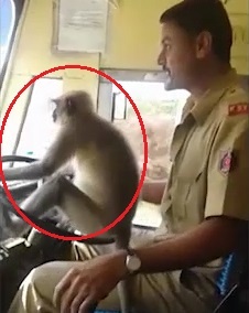 Khi ngoi tren vo lang dieu khien xe bus cho khach o An Do hinh anh