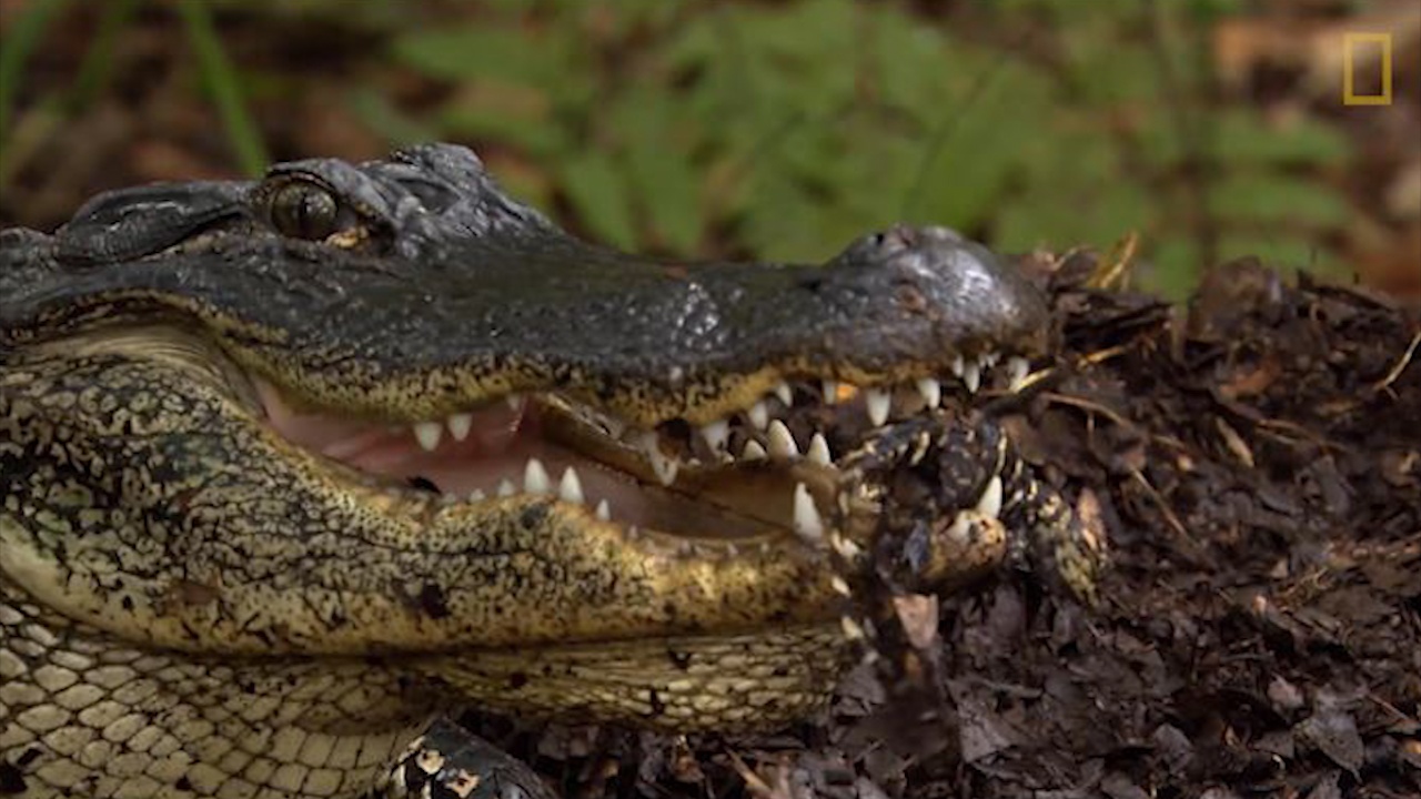 Ca sau me ngam con giua ham rang sac nhon de di chuyen hinh anh