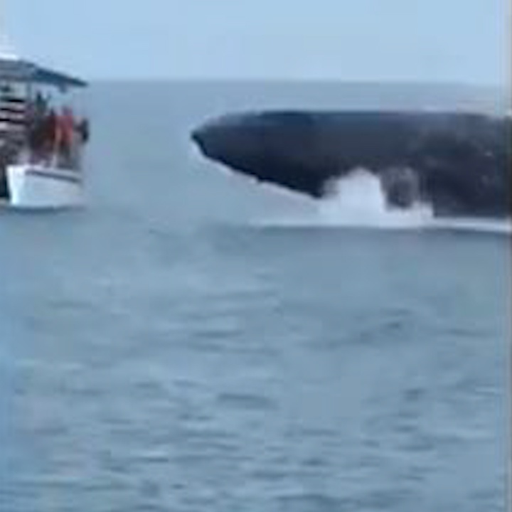 Ca voi bay len khoi mat nuoc sat thuyen du lich hinh anh