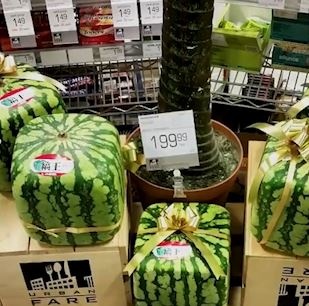 Dua hau vuong dat tien o Nhat Ban, chi de trung bay hinh anh