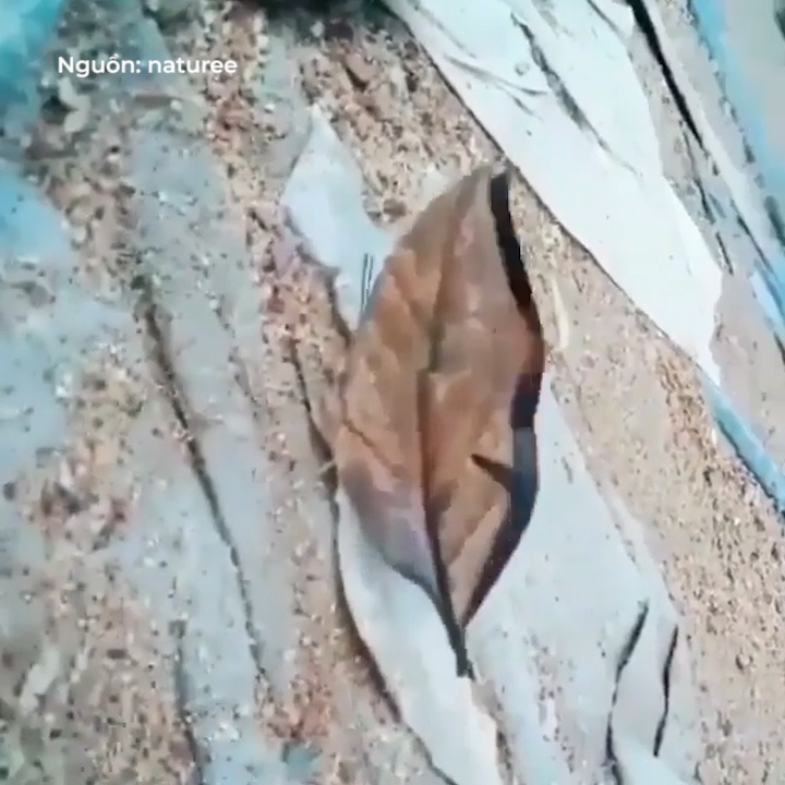 Loai buom ky dieu nguy trang het nhu chiec la hinh anh