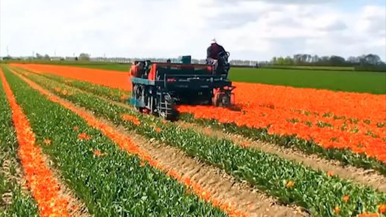 Cach hoa tulip duoc thu hoach va xu ly hinh anh