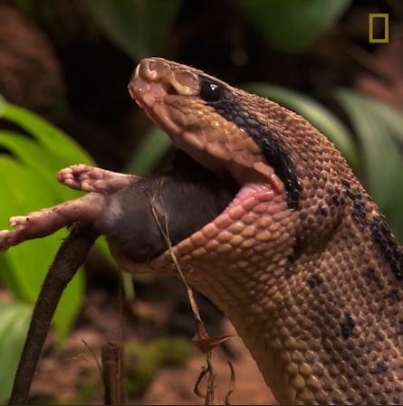 Loai ran voi noc cuc doc, ty le giet con moi len den 75% hinh anh