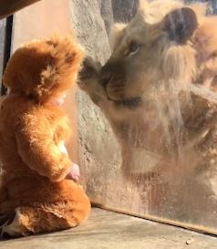 Cau be mac trang phuc su tu dua voi su tu that hinh anh