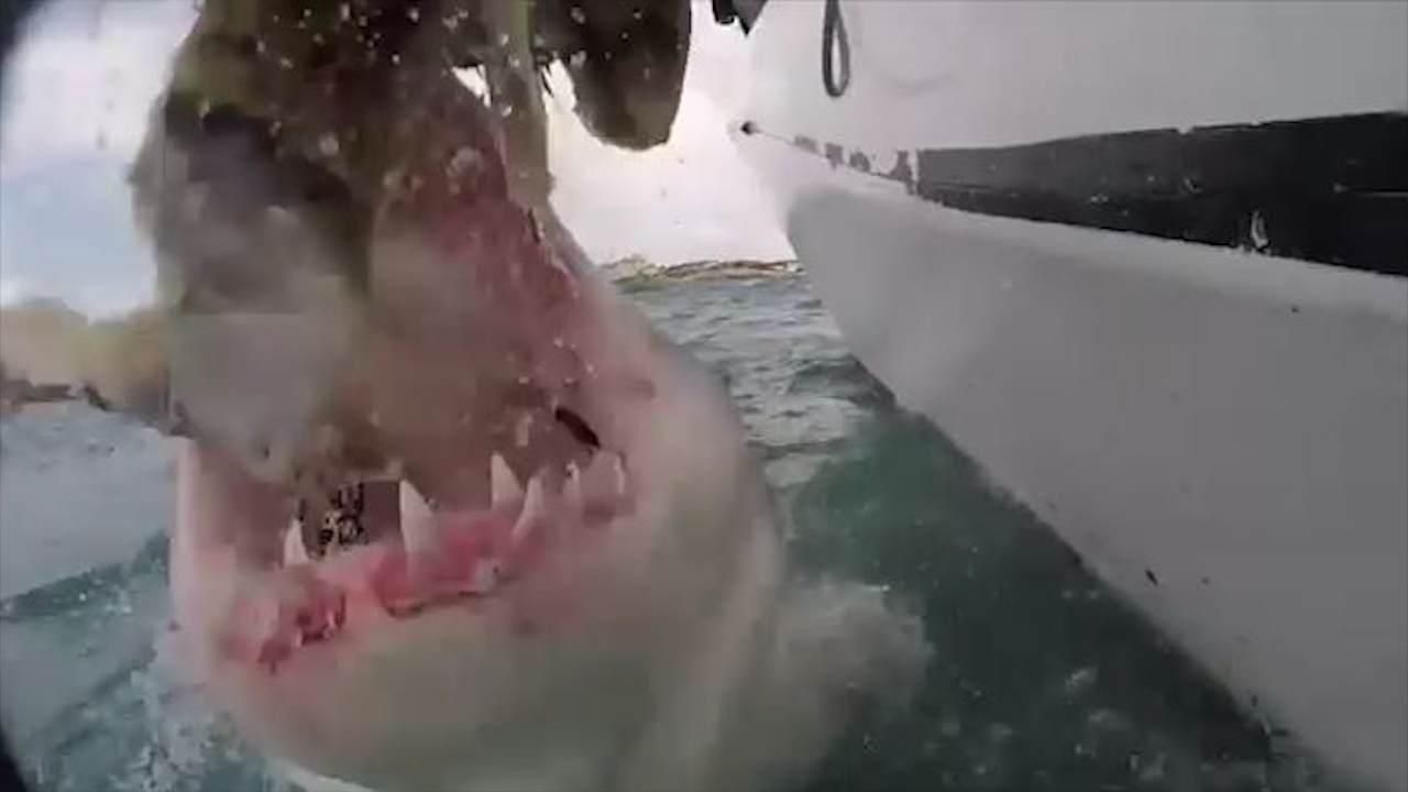 Ca map trang tan cong dien cuong mieng moi cau o goc can canh hinh anh