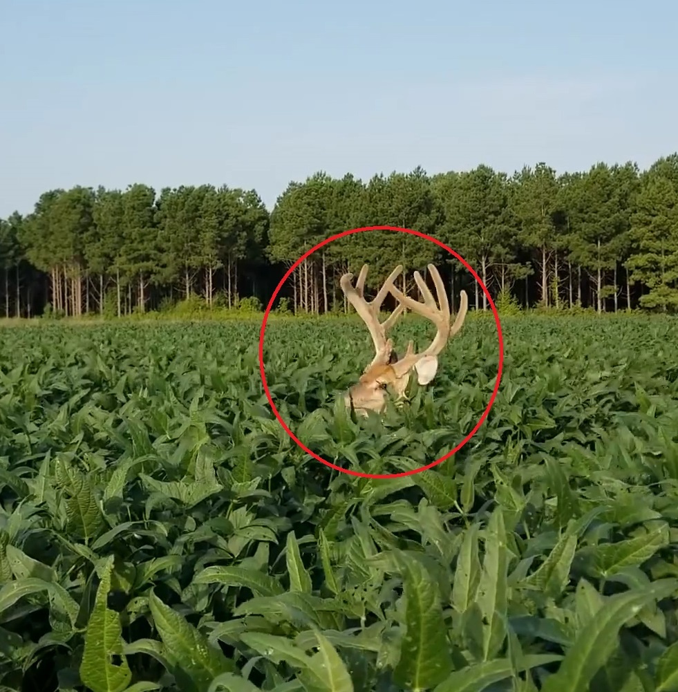 Di lac vao vuon, nai chay 'te khoi' khi gap nguoi hinh anh