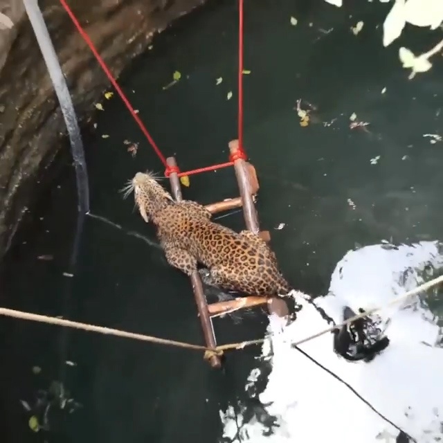 Giai cuu bao dom roi xuong gieng sau gan 10 met o An Do hinh anh