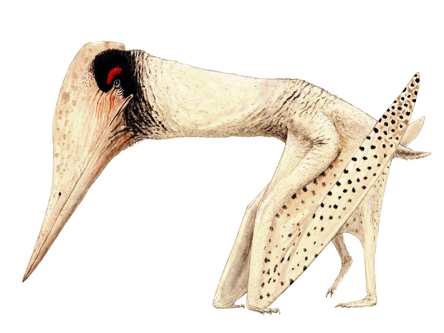 Nhung loai than lan co dai co the xoi tai khung long hinh anh