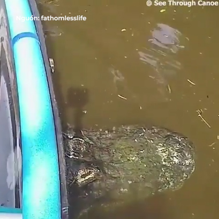 Ca sau khong lo xuat hien ngay duoi man thuyen hinh anh