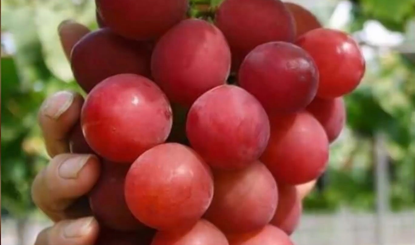 Cu ong Nhat Ban bi bat vi an trom mot qua nho hinh anh