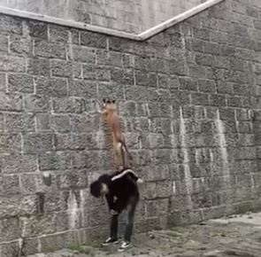 Chu cho voi cu bat nhay qua buc tuong cao chot vot hinh anh