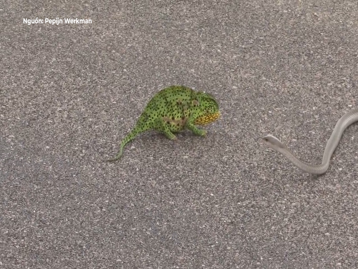 Tac ke hoa vat lon voi loai ran Mamba doc nhat the gioi hinh anh