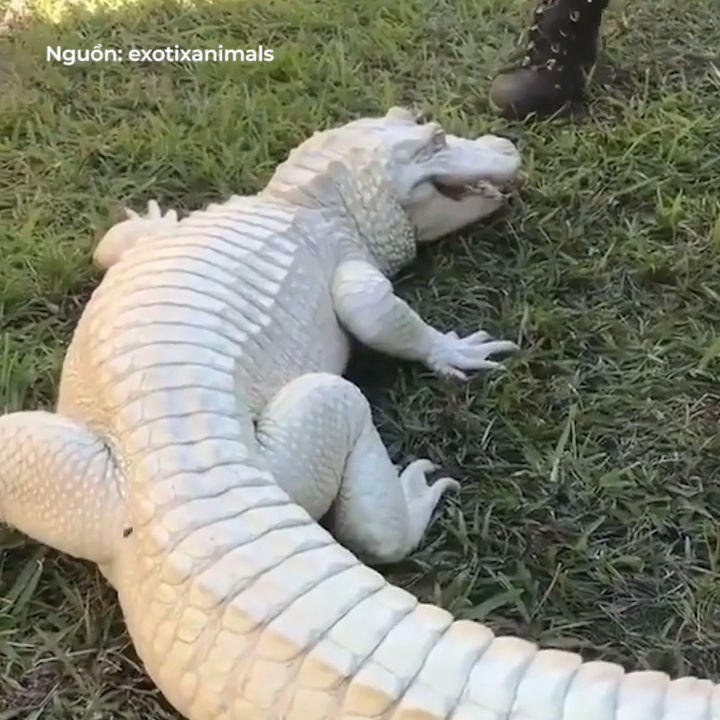 Co nang vuot ve ca sau bach tang hinh anh