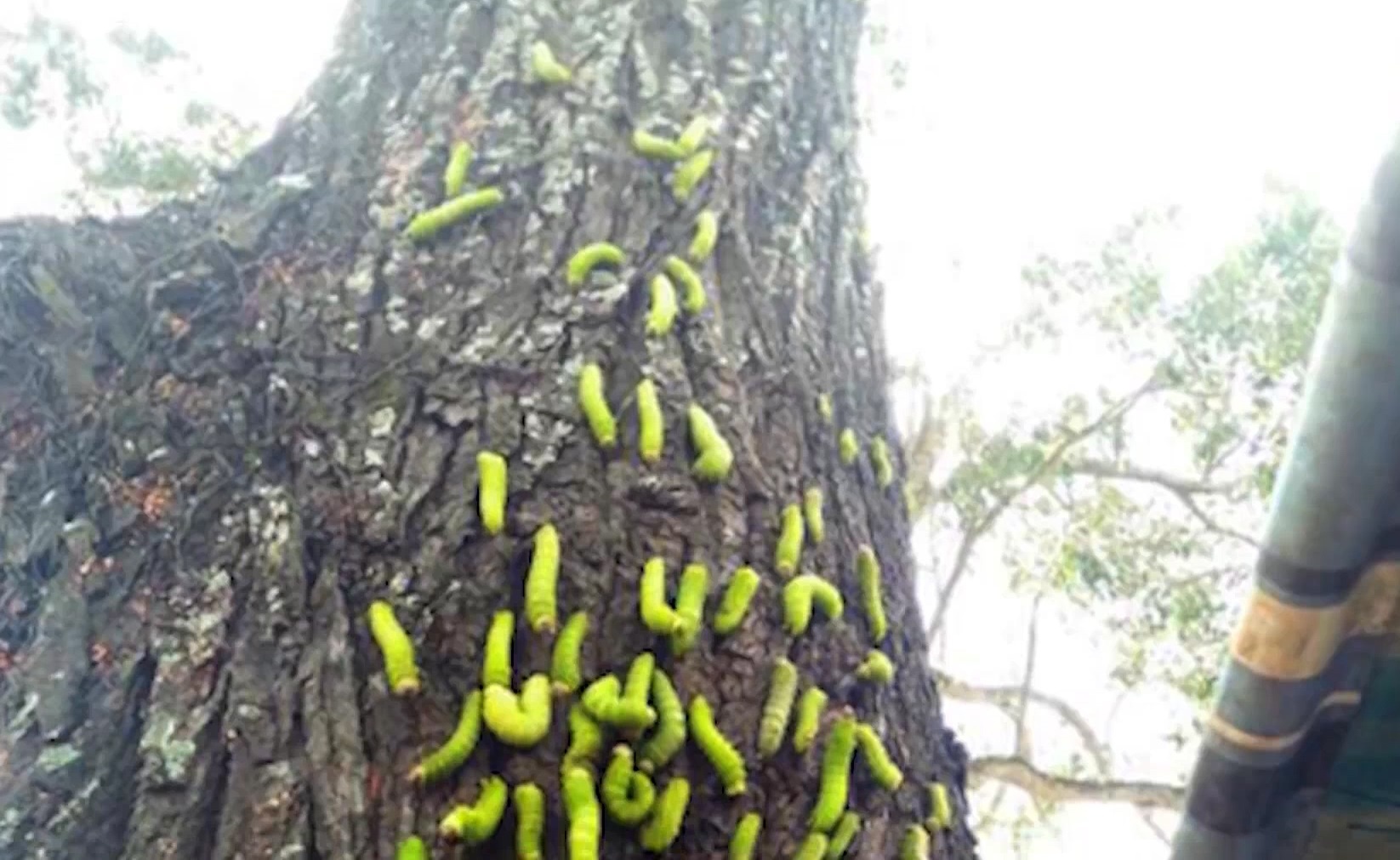 Xuat hien sau la, phun thuoc ca tuan khong het o Binh Duong hinh anh