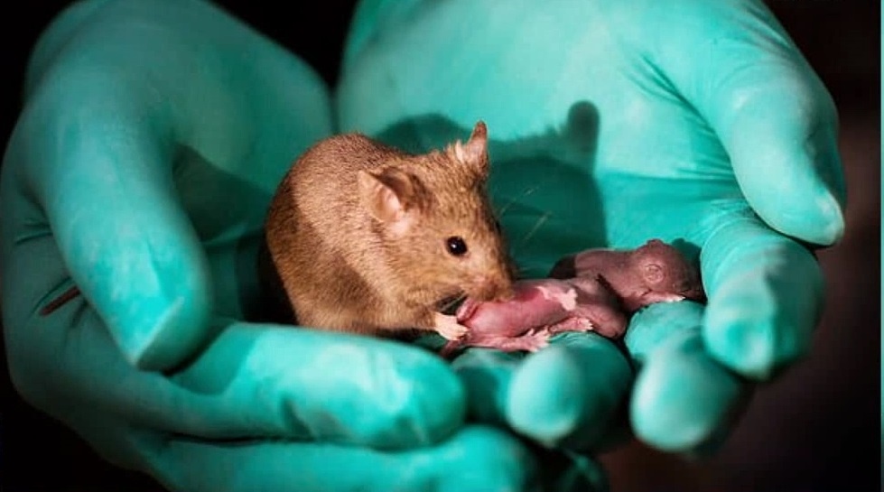 Trung Quoc tao ra chuot con tu hai chuot cai hinh anh