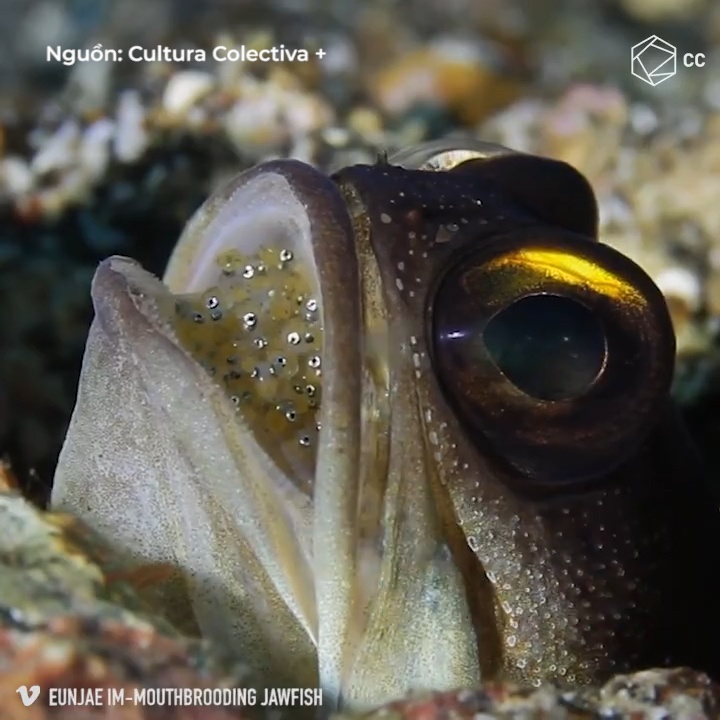 Loai ca ngam con minh vao mieng de giu an toan hinh anh