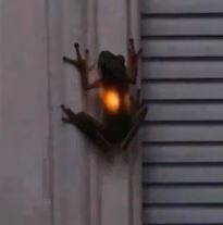 Chu ech co bung phat sang vi nuot dom dom con song hinh anh