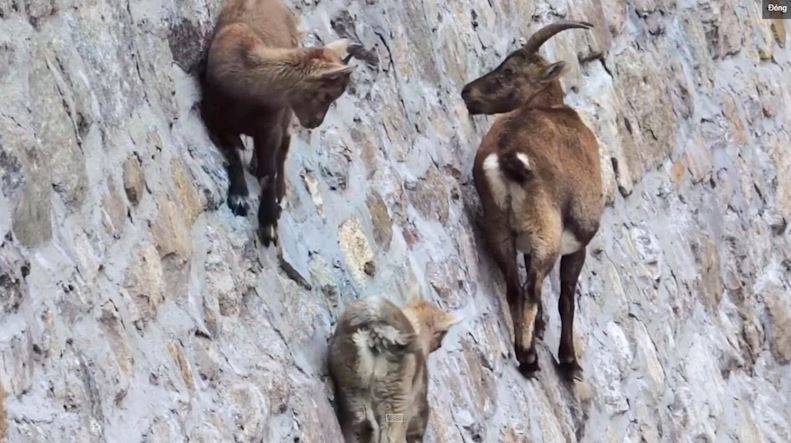 Dan de dung cheo leo tren vach da dung dung de liem muoi hinh anh