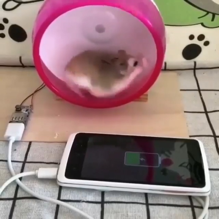 Sac pin dien thoai voi nang luong tu chuot hamster hinh anh