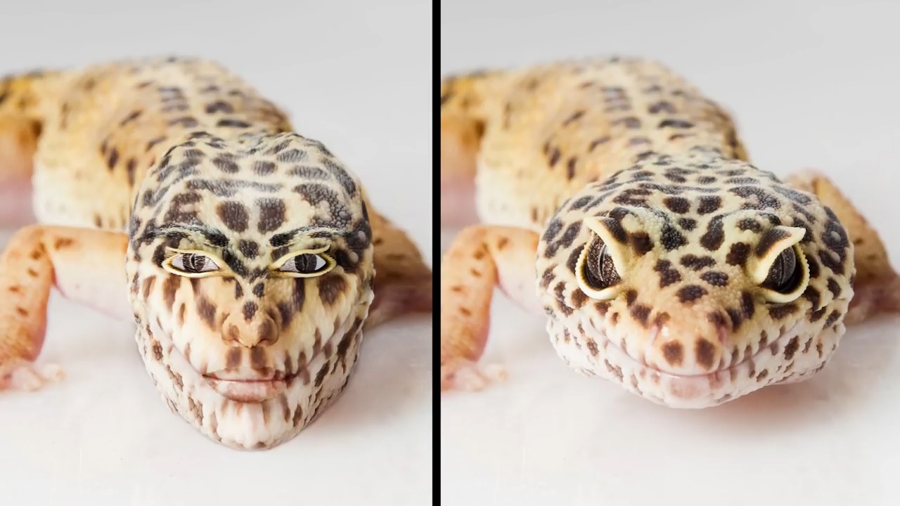 Khuon mat tac ke voi ty le nhu mat nguoi trong ra sao? hinh anh