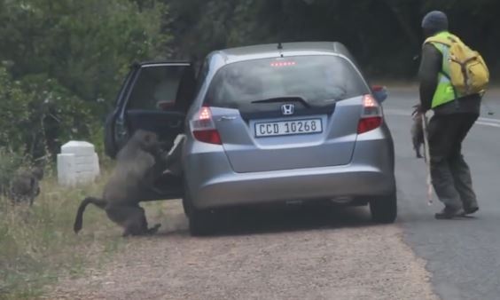 Khi dau cho nghich ngom an cap thuc an cua nguoi di duong hinh anh