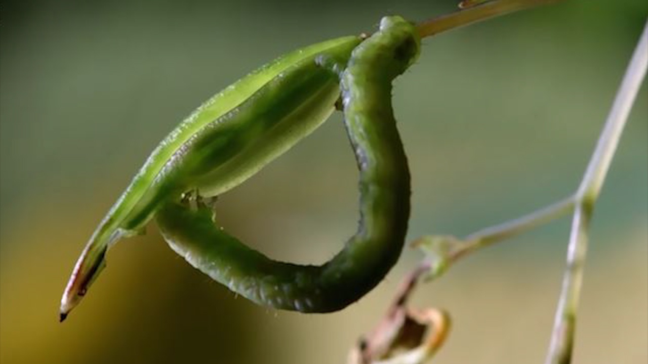 Sau buom bi vang xa khi an vo hat phat no hinh anh