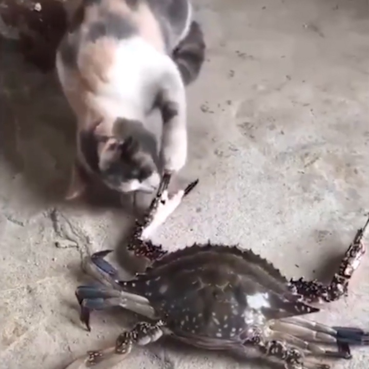 Chu meo nhay danh dach sau khi bi cua kep chan hinh anh