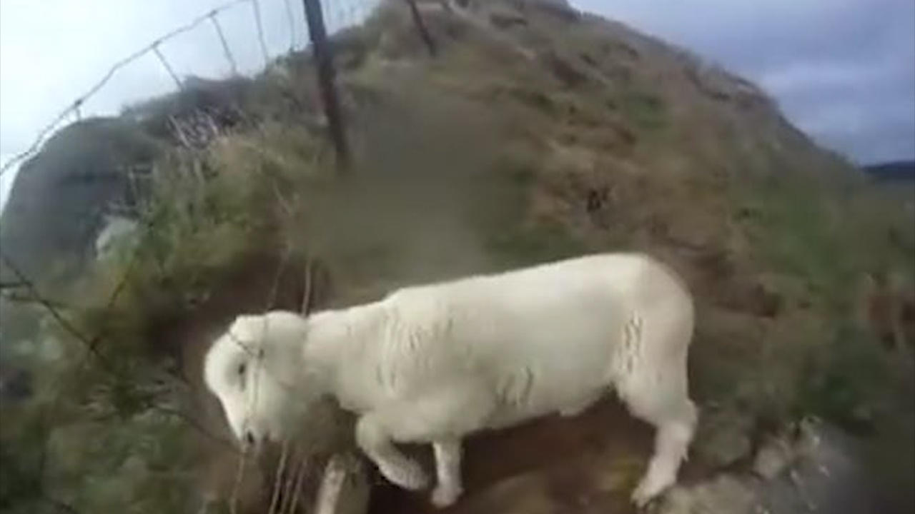 Giai cuu cuu con bi mac co vao hang rao hinh anh